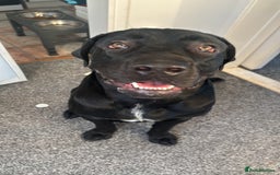 Cane Corso dogs for sale: Cane Corso 1 year old  - Image 6