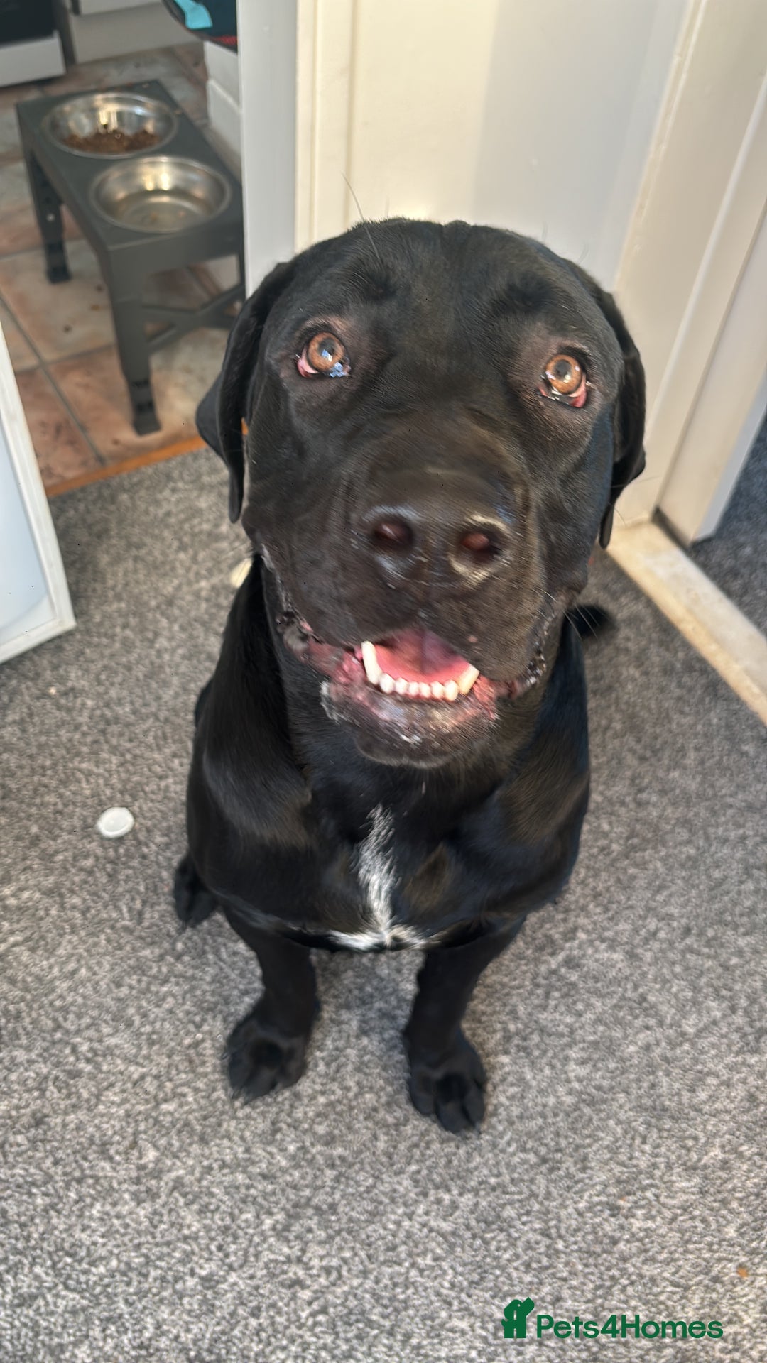 Cane Corso dogs for sale: Cane Corso 1 year old  - Image 6