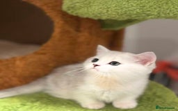 Munchkin cats for sale: Super stunning & rare Minuet - Image 12
