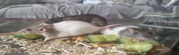 Rat rodents for sale: Beautiful full size and dwarf rats  - Advert 11