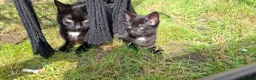 Mixed Breed cats for sale: Three tuxedo brothers in Clevedon - Advert 6