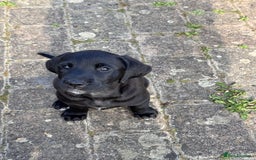 Mixed Breed dogs for sale: Golden Retriever/ Great Dane Mix - Image 4