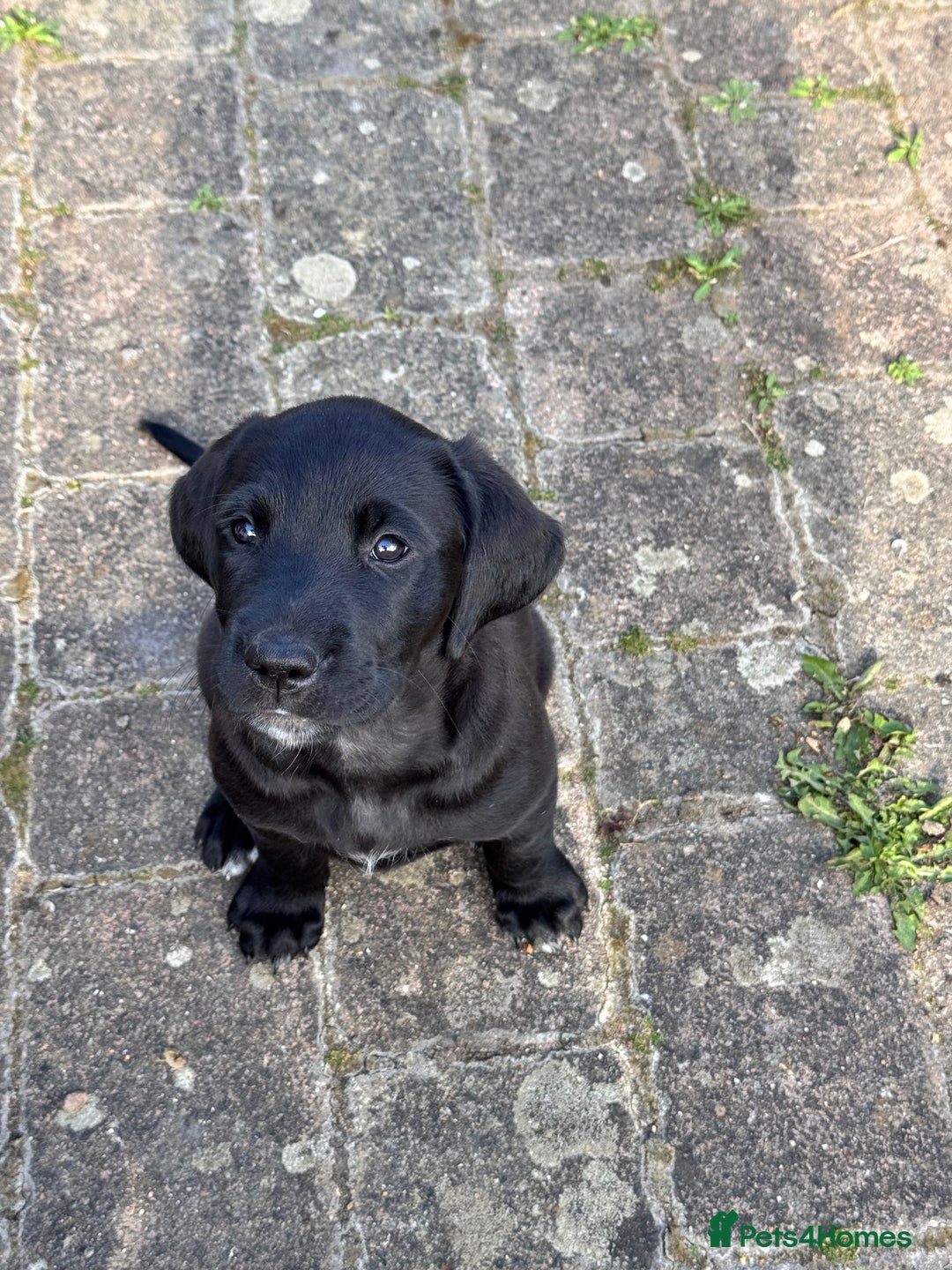 Mixed Breed dogs for sale: Golden Retriever/ Great Dane Mix - Image 4