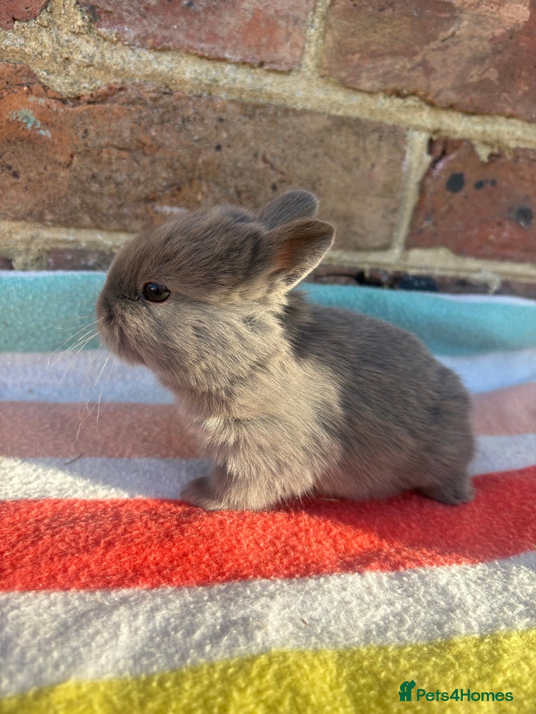 Netherland Dwarf rabbits for sale: Sweet Blue Netherland Dwarf bunnies  - Advert 8