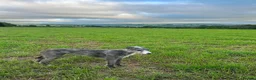 Mixed Breed dogs for sale: Dear hound greyhound in Hengoed - Advert 2