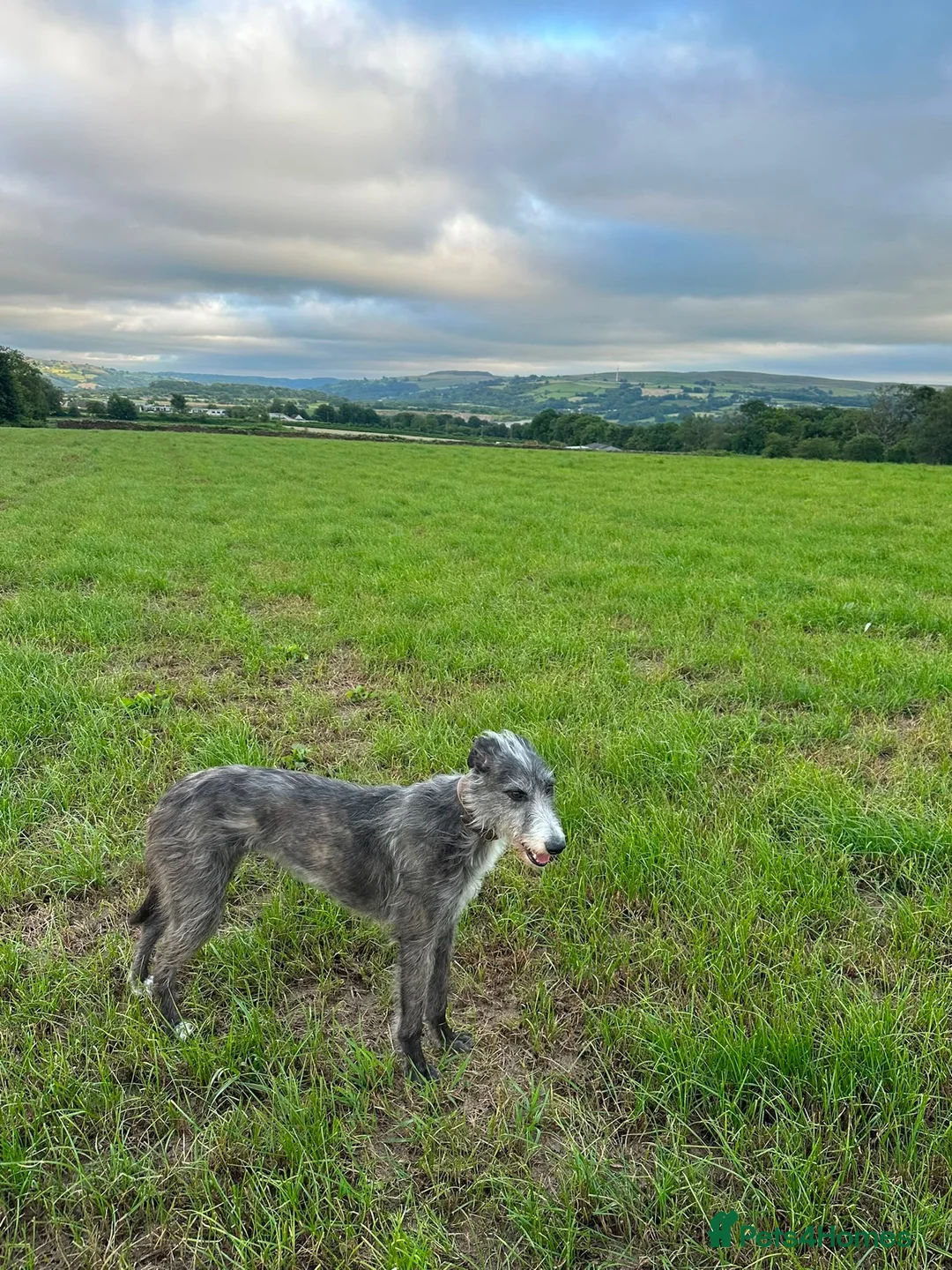 Mixed Breed dogs for sale: Dear hound greyhound in Hengoed - Advert 2