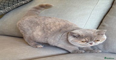 British Shorthair cats Fawn tortie girl  - Advert 6