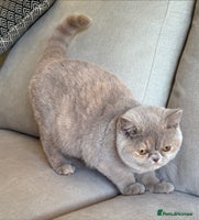 British Shorthair cats Fawn tortie girl - Advert 6