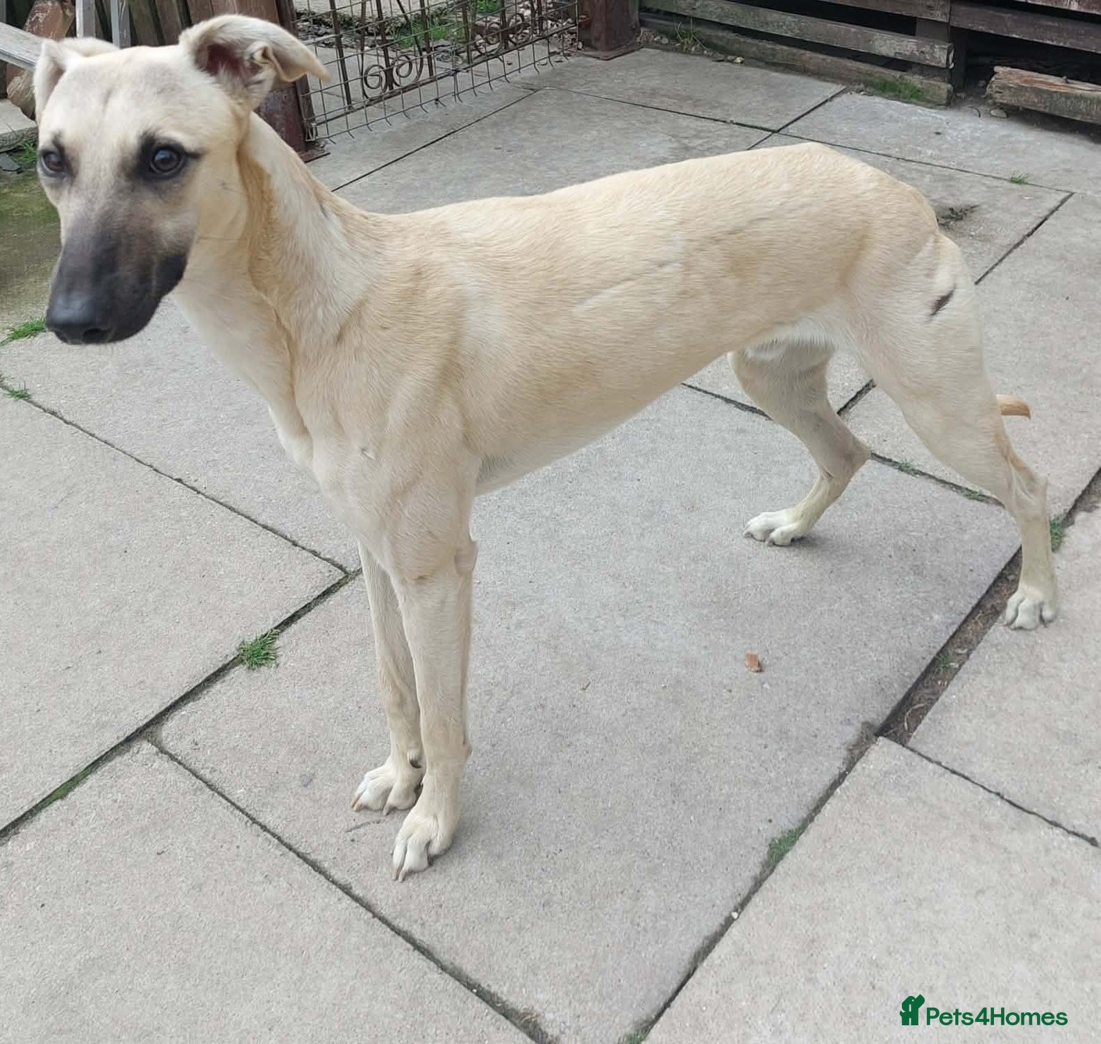 Mixed Breed dogs for adoption: Young Chase wants a new loving forever home - Advert 3