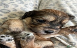 Mixed Breed dogs for sale: Adorable Cockerchons Fluffy, Low-Shed Wonders! - Image 19