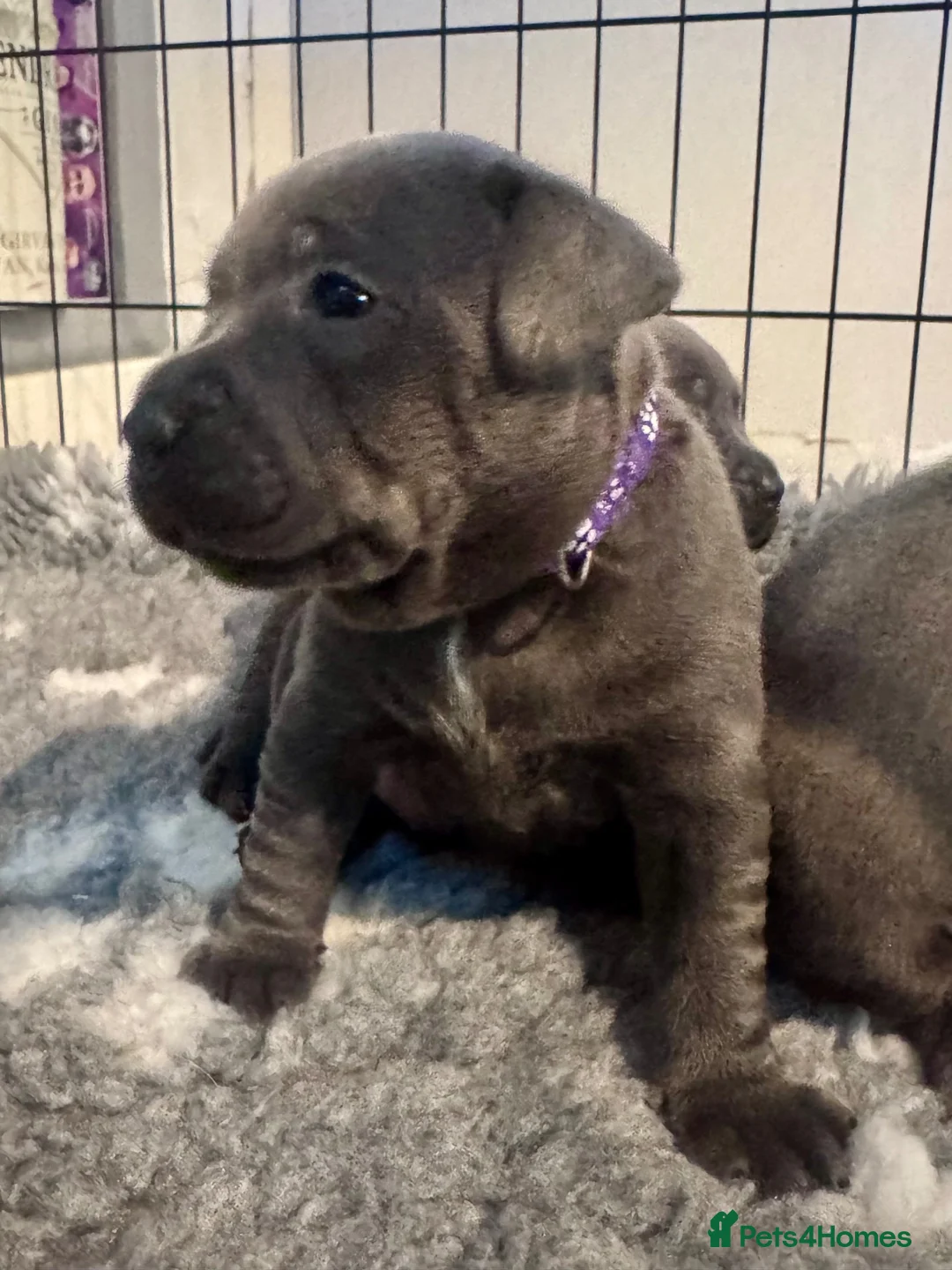 Staffordshire Bull Terrier dogs for sale: Beautiful Chunky Blue Staffy puppies - Advert 2