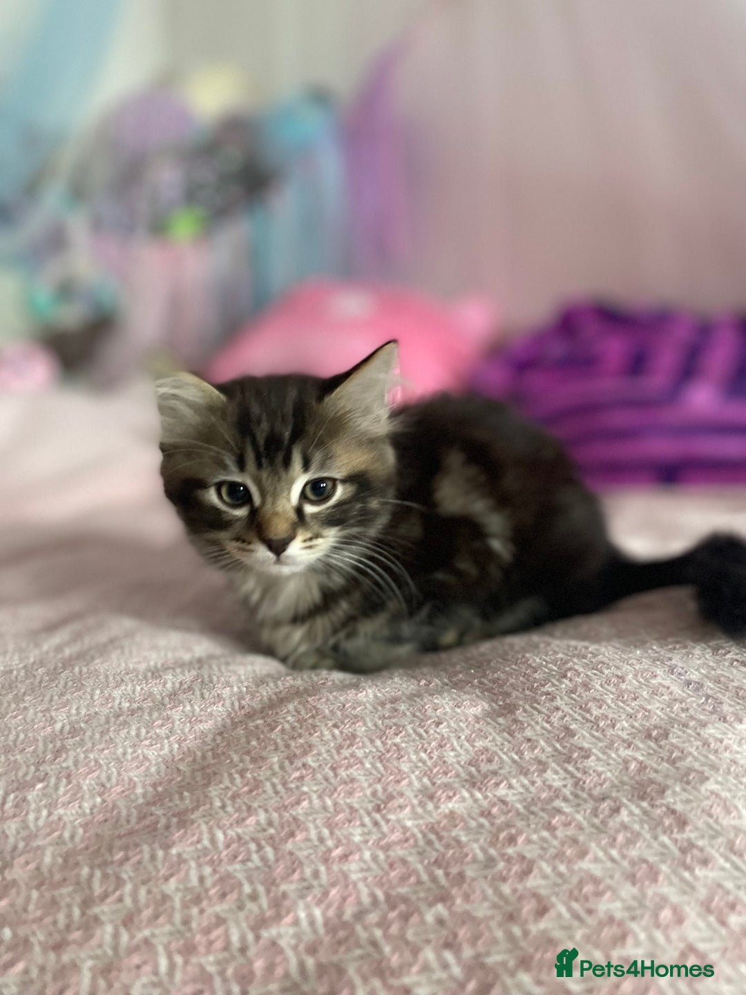 Mixed Breed cats for sale: Ragdool & Norwegian forest boy  - Advert 3