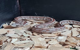 Corn Snake reptiles for sale: Corn snake needs rehoming - Image 2