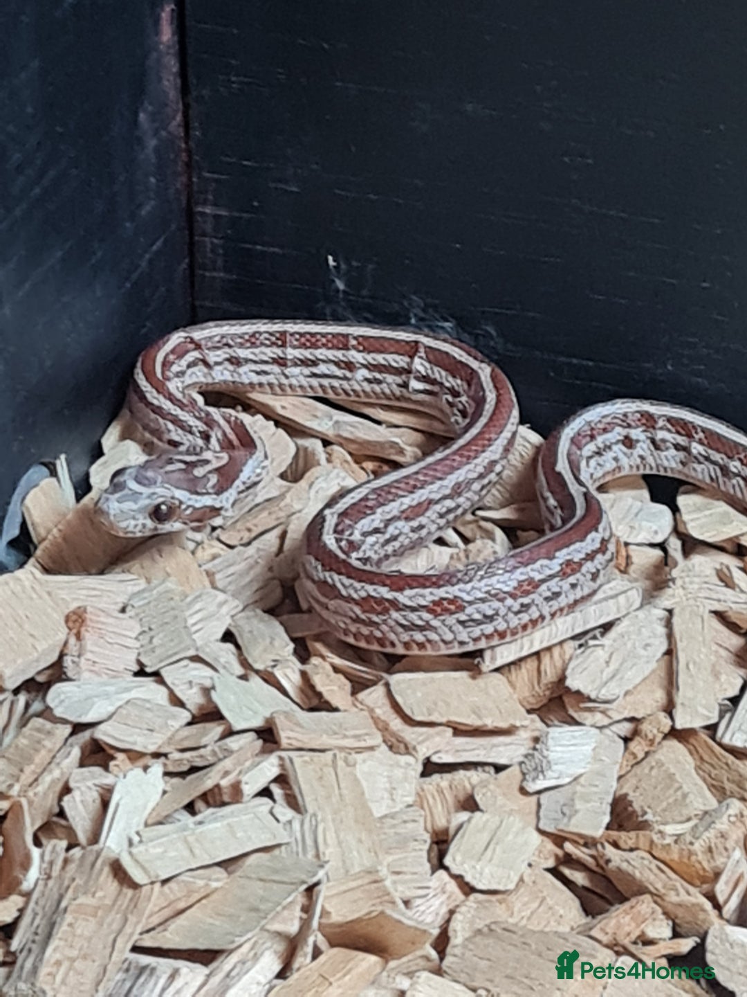 Corn Snake reptiles for sale: Corn snake needs rehoming - Image 2