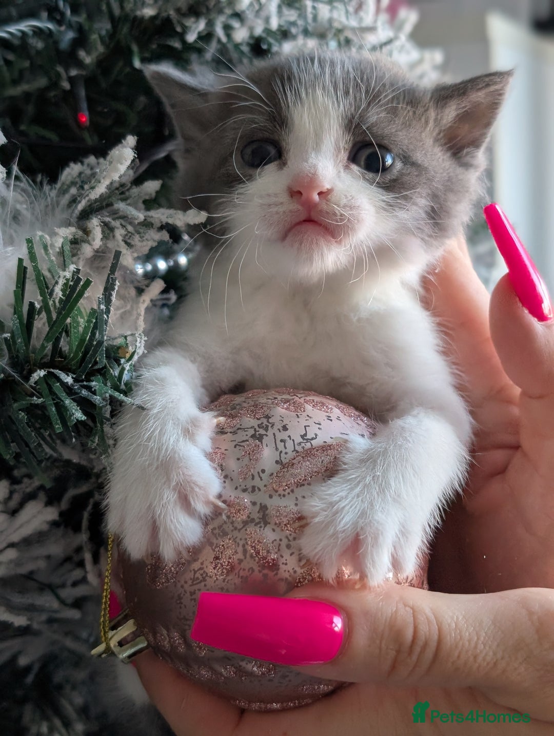 British Shorthair cats for sale: Beautiful BSH kittens needs their forever homes - Advert 2