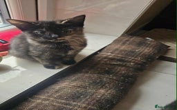 British Shorthair cats for sale: Stunning British Shorthair Kittens Ready Now! - Image 15