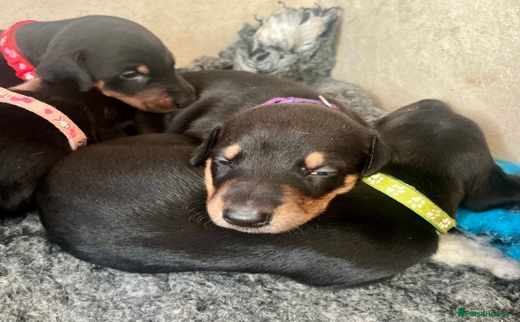 Dobermann dogs - Advert 9