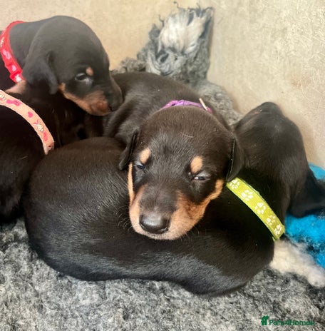 Dobermann dogs - Advert 9