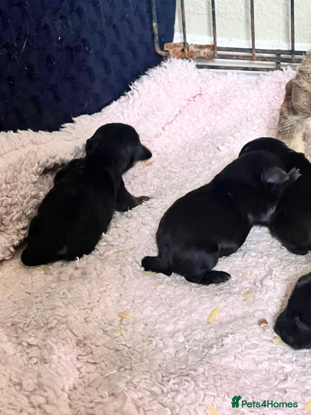 Mixed Breed dogs for sale: Beautiful puppies - Image 1