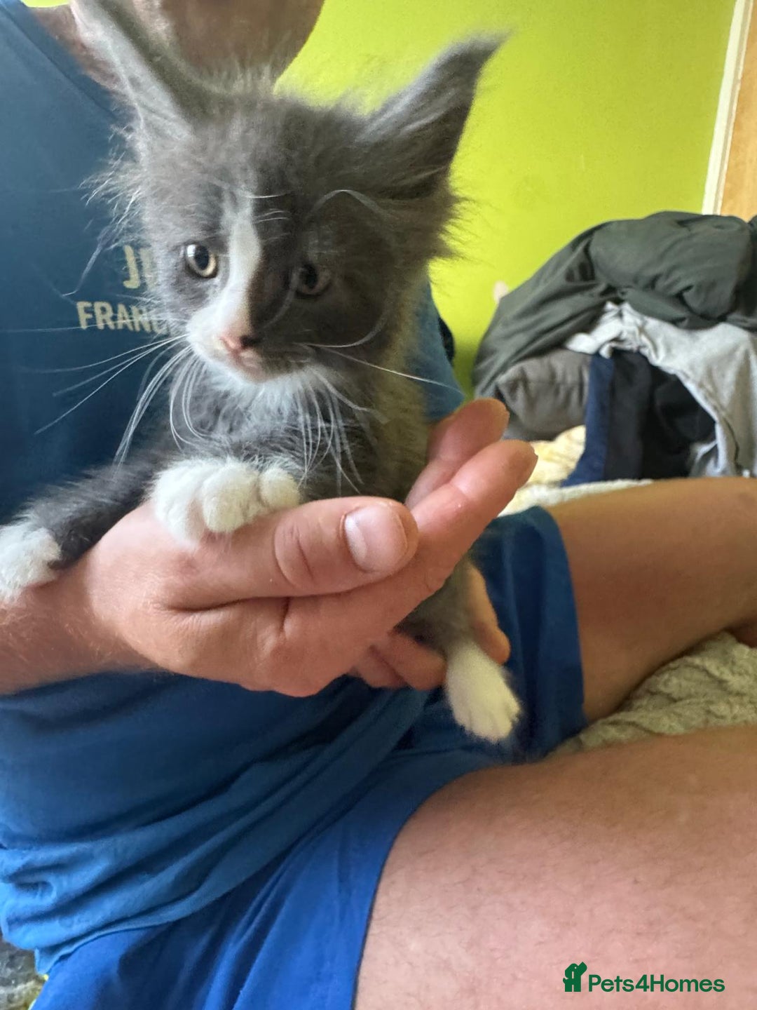 Maine Coon cats for sale: Gorgeous maine coon kittens  - Image 1