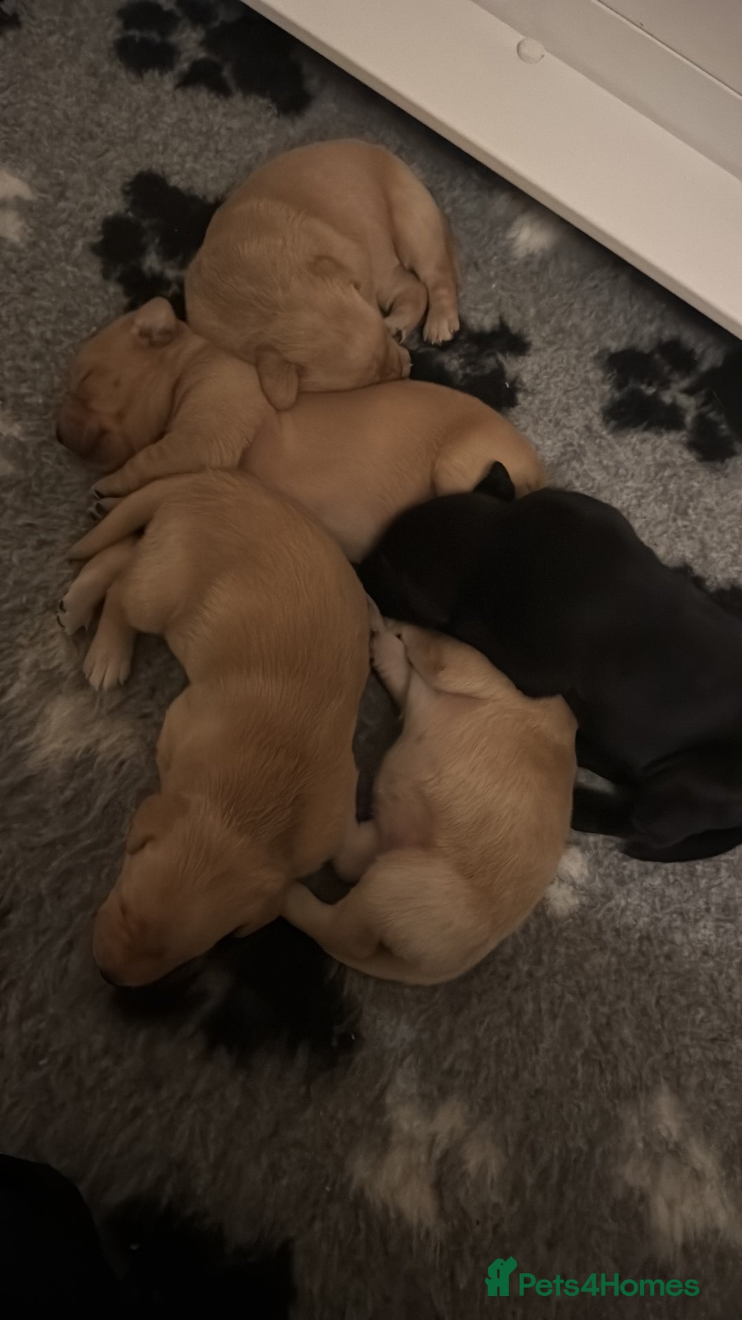 Labrador Retriever dogs for sale: Kc registered, family & working puppies for sale  - Advert 3