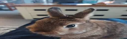 Netherland Dwarf rabbits for sale: Beautiful Netherland Dwarf buck - Advert 3
