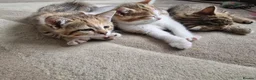 Mixed Breed cats for sale: Beautiful British Shorthair x Bengal Cross Kittens in Farnham - Advert 14