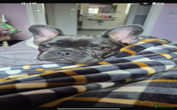 French Bulldog dogs for sale: Beautiful 7 month old blue French bulldog girl  - Image 2