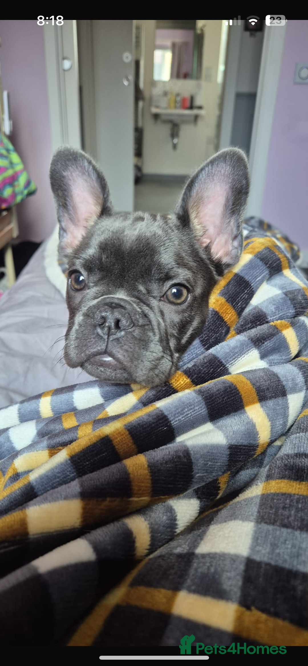 French Bulldog dogs for sale: Beautiful 7 month old blue French bulldog girl  - Image 2