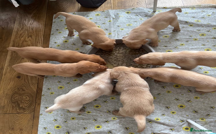Labrador Retriever dogs - Advert 1