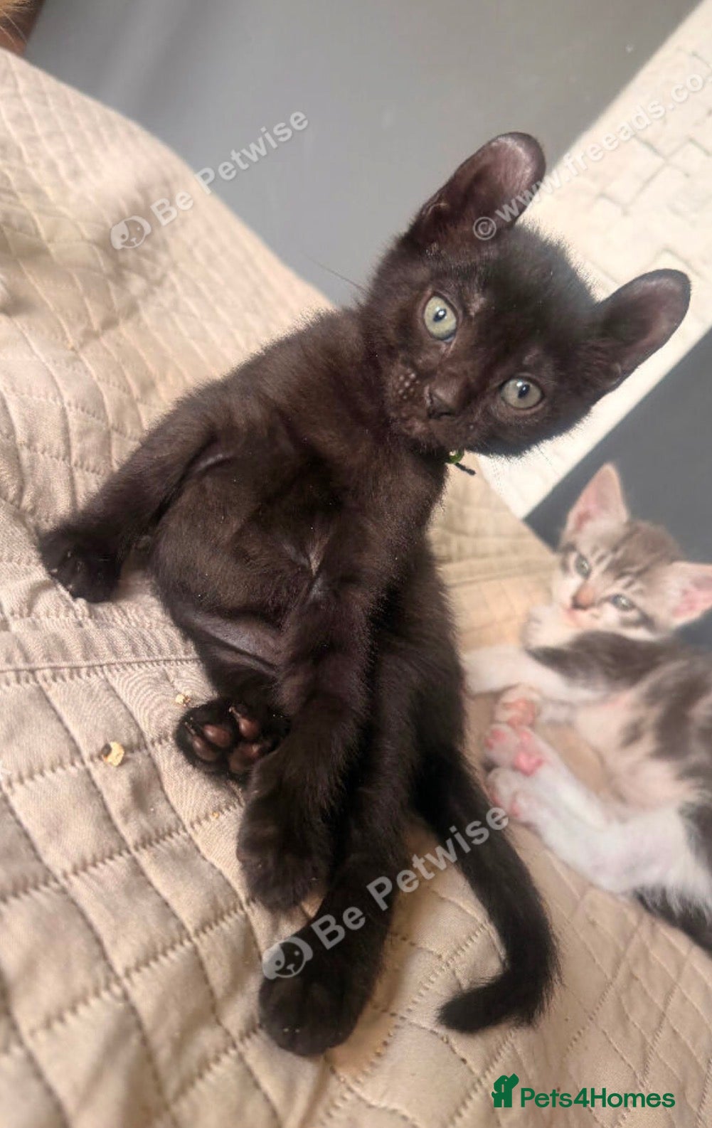 Sphynx cats Such a handsome Black Boy available NOW! - Advert 8
