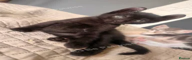 Sphynx Kitten 1