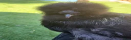 Chickens poultry for sale: 3 bearded silkie cockerels  in Cardiff - Advert 4