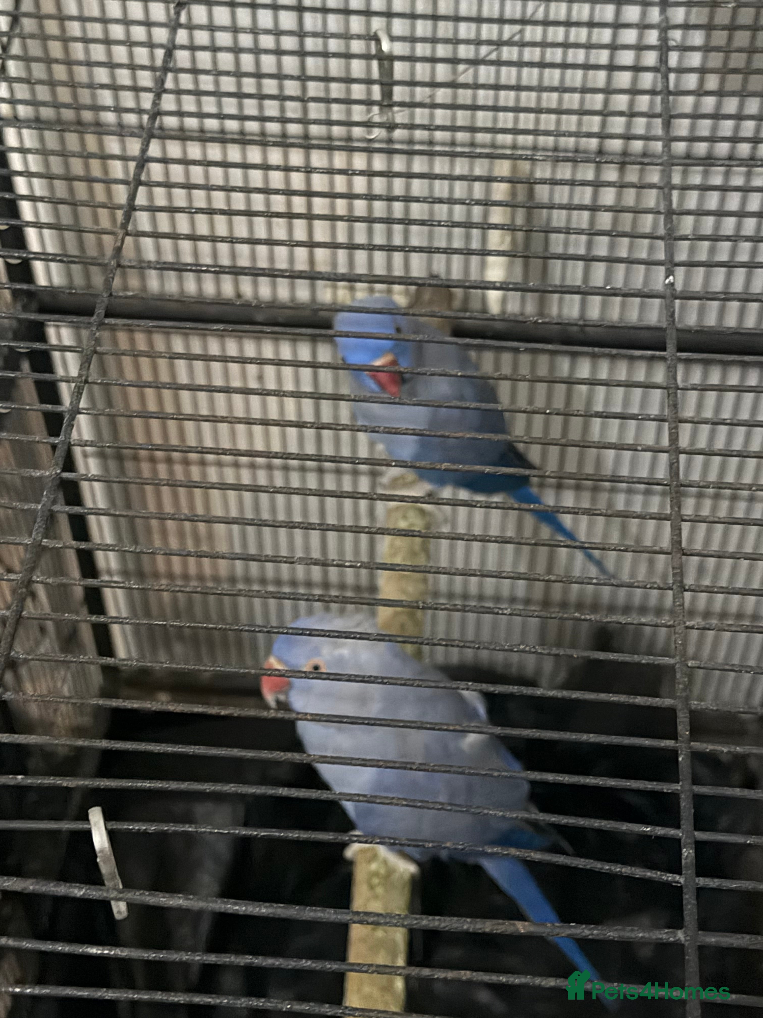 Ringnecks birds Ringneck pair Violet  - Advert 1