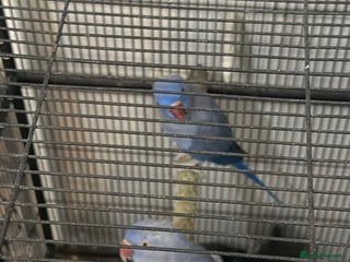 Ringnecks birds Ringneck pair Violet - Advert 1