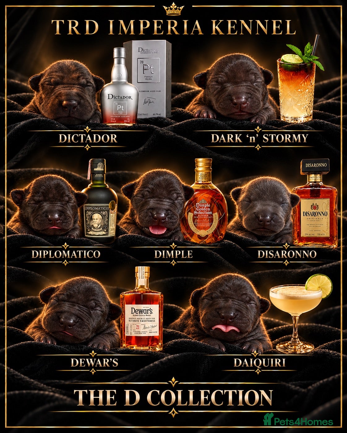 Thai Ridgeback dogs Thai ridgeback  - Advert 1