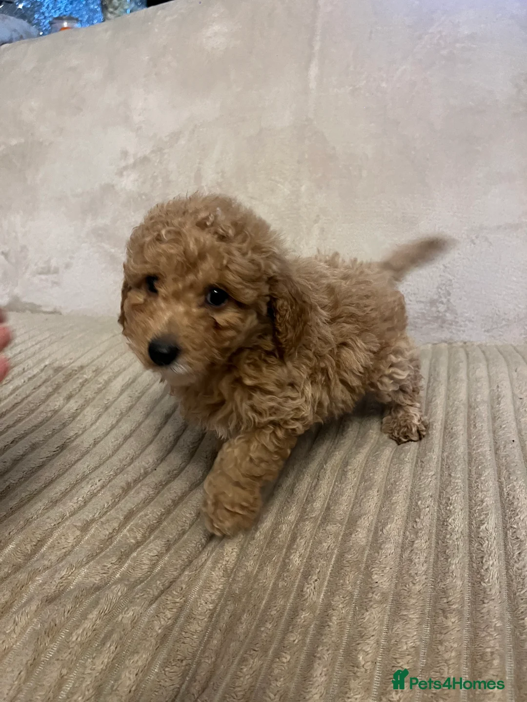 Cockapoo dogs for sale: Stunning f1b cockapoo puppys  - Advert 18