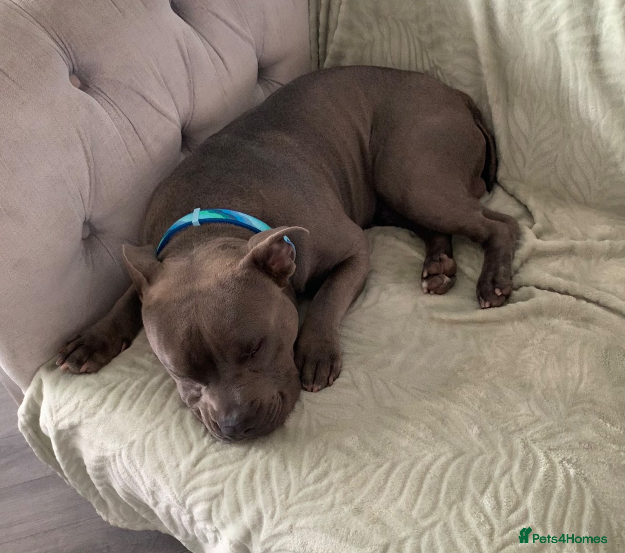 Mixed Breed dogs Pocket Bully X English Mastiff 1 year old  - Advert 1