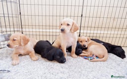 Cockerdor dogs for sale: Working Cockerdor Pups - Advert 1