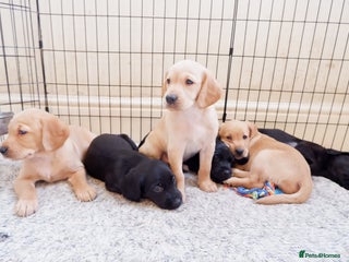 Cockerdor dogs Working Cockerdor Pups - Advert 3