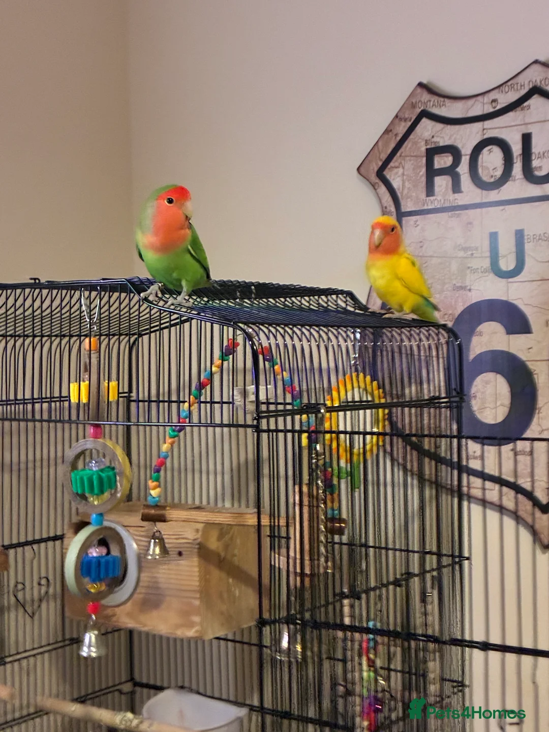 Lovebirds birds for sale: 2 male lovebirds  - Advert 1