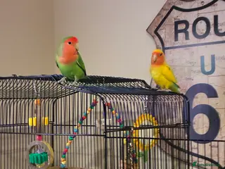 Lovebirds birds 2 male lovebirds - Advert 1