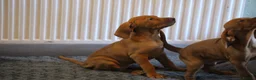 Hungarian Vizsla dogs for sale: Hungarian Vizsla Puppies – Rich Geltwood Heritage - Advert 4