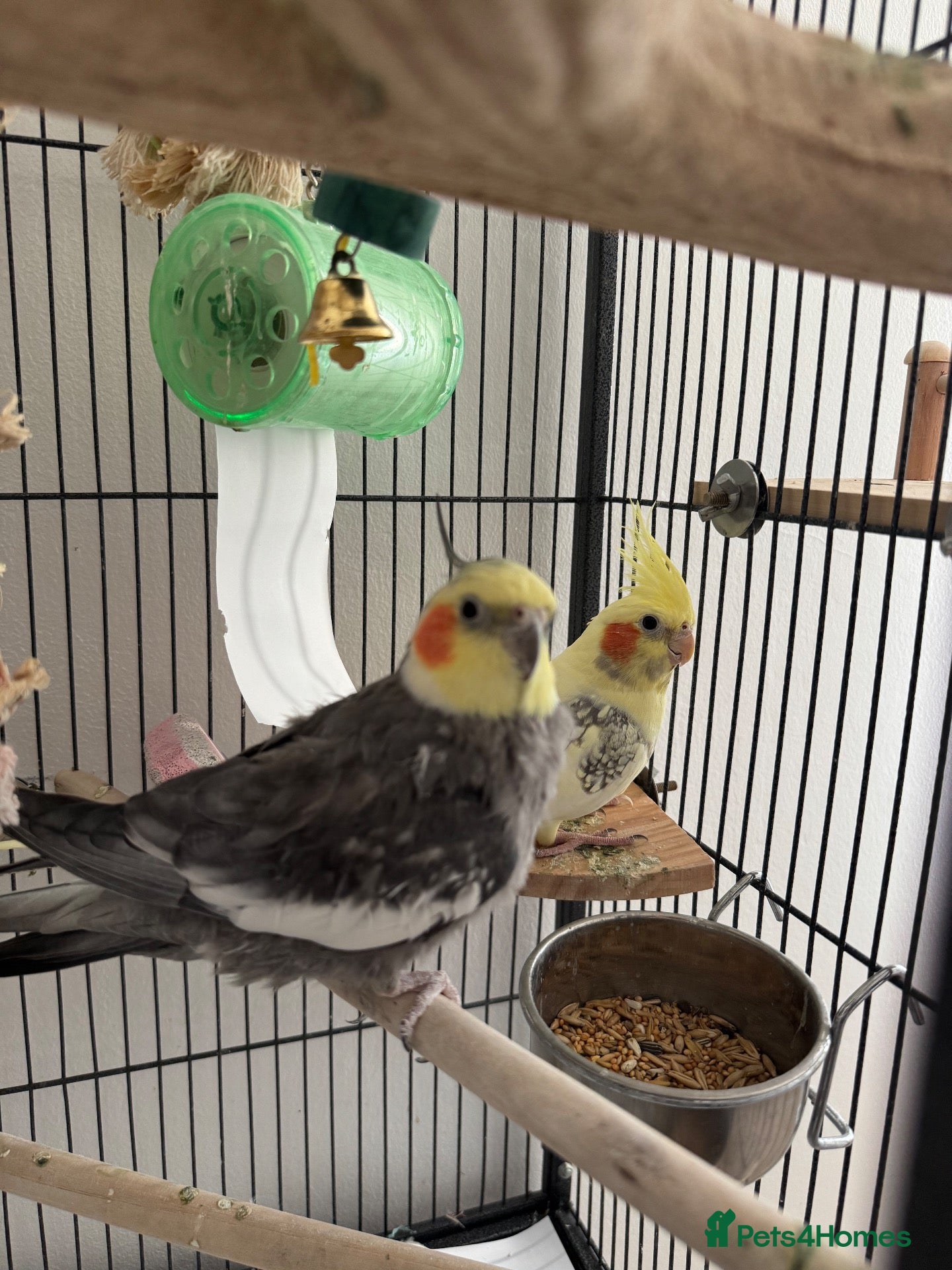 Cockatiels birds Cockatiels for adoption  - Advert 1