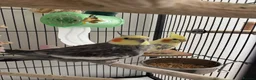 Cockatiels birds for sale: Cockatiels for adoption  - Advert 1
