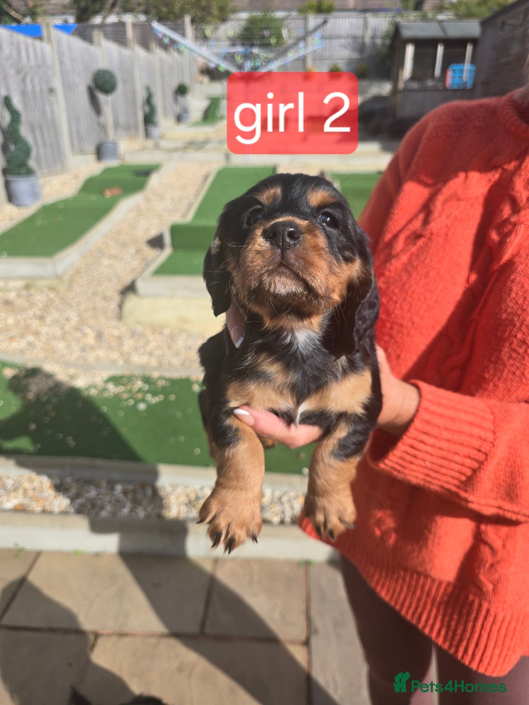 Cocker Spaniel dogs for sale: Cocker spaniel puppies  - Image 6