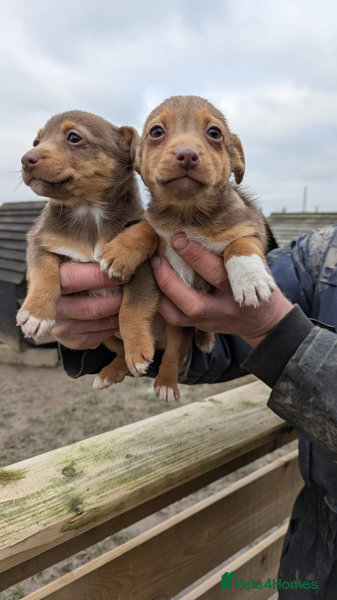 Jack Russell dogs for sale: Jack Russells  - Advert 4
