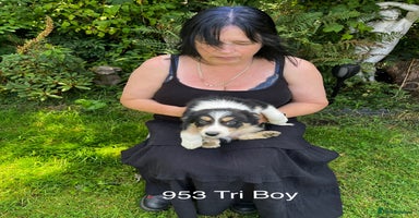 Border Collie dogs - Advert 6