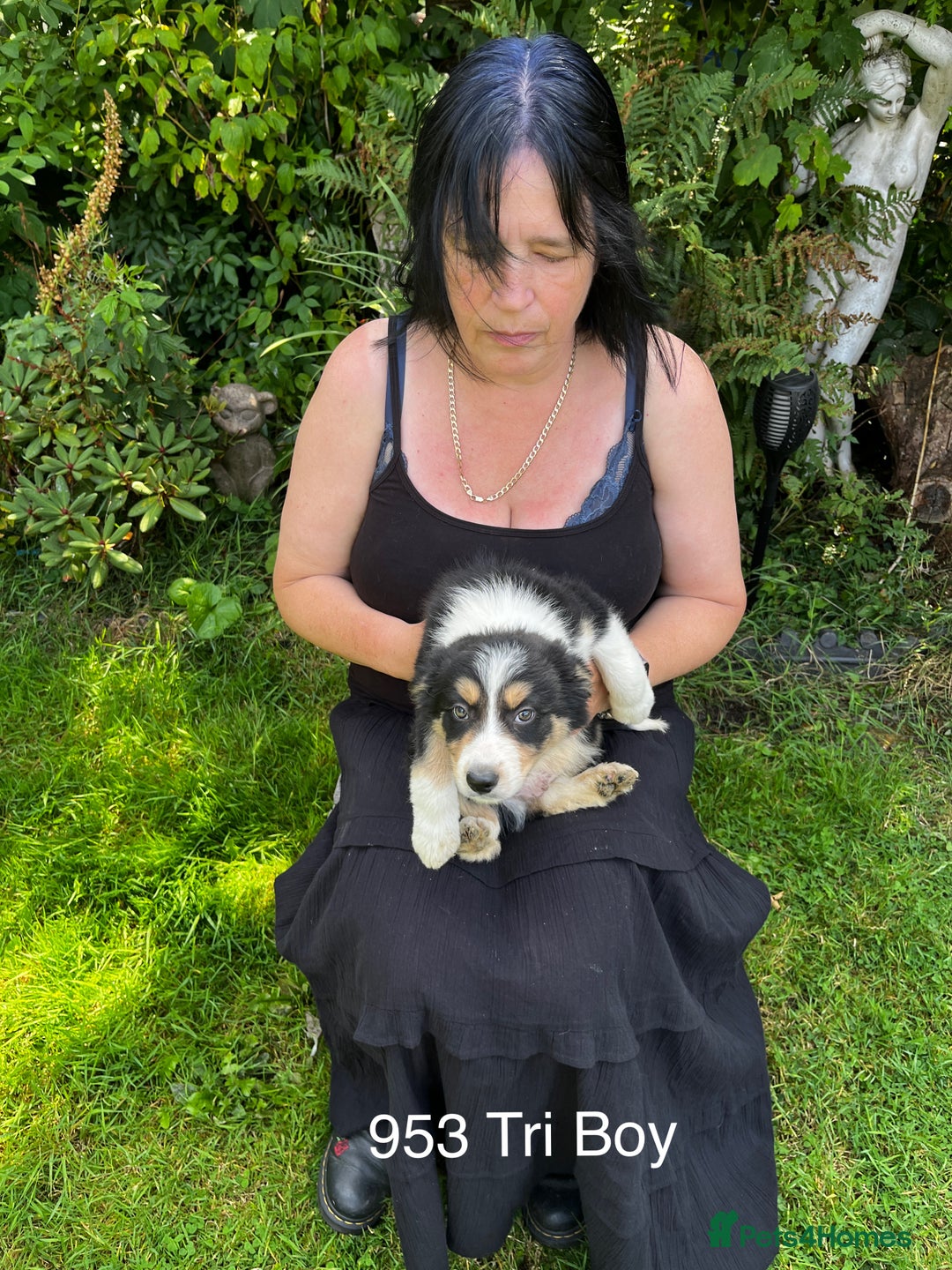 Border Collie dogs for sale: Beautiful baby borders  - Image 2