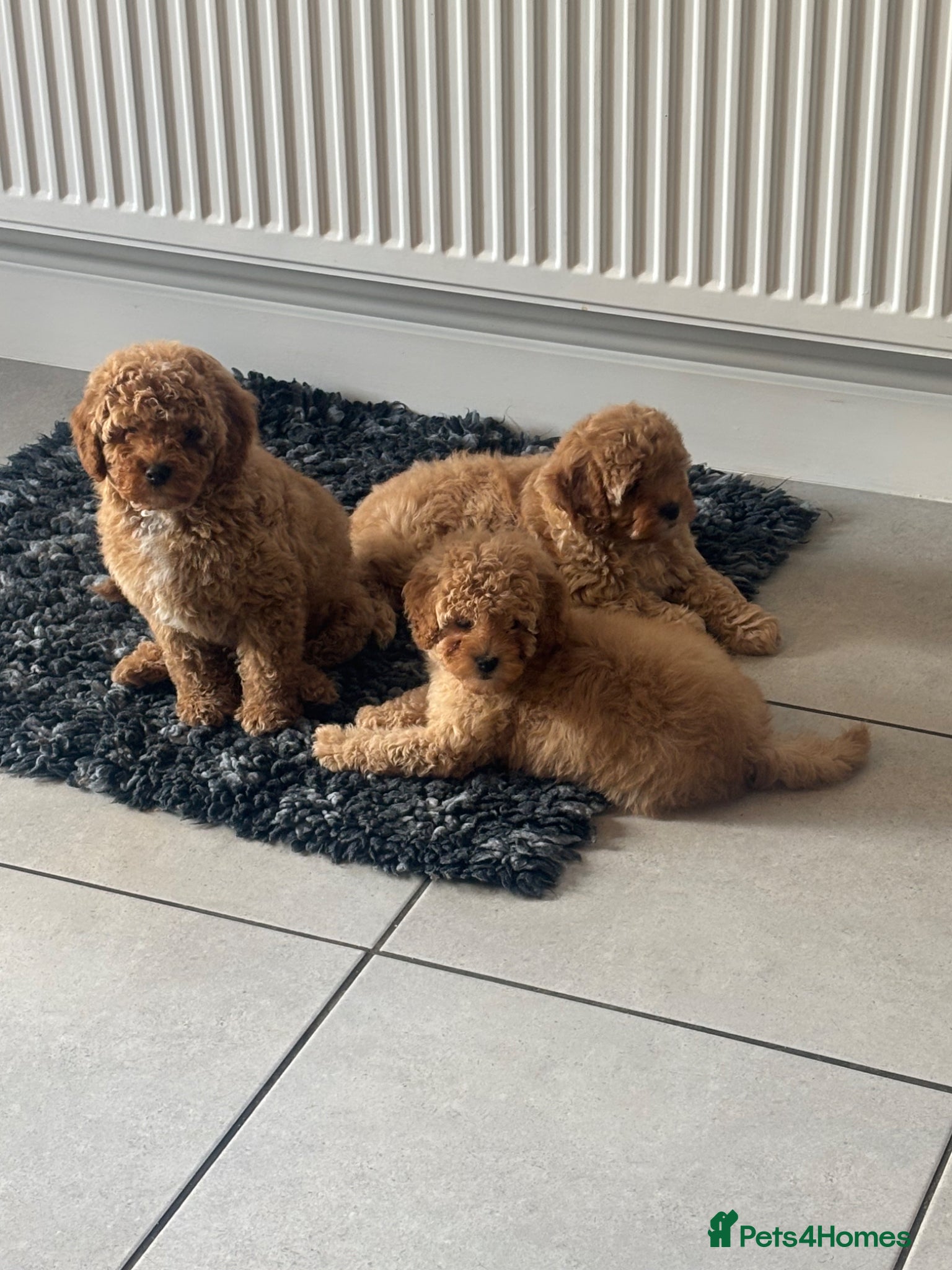 Cavapoochon dogs cavapooshon babies  - Advert 1